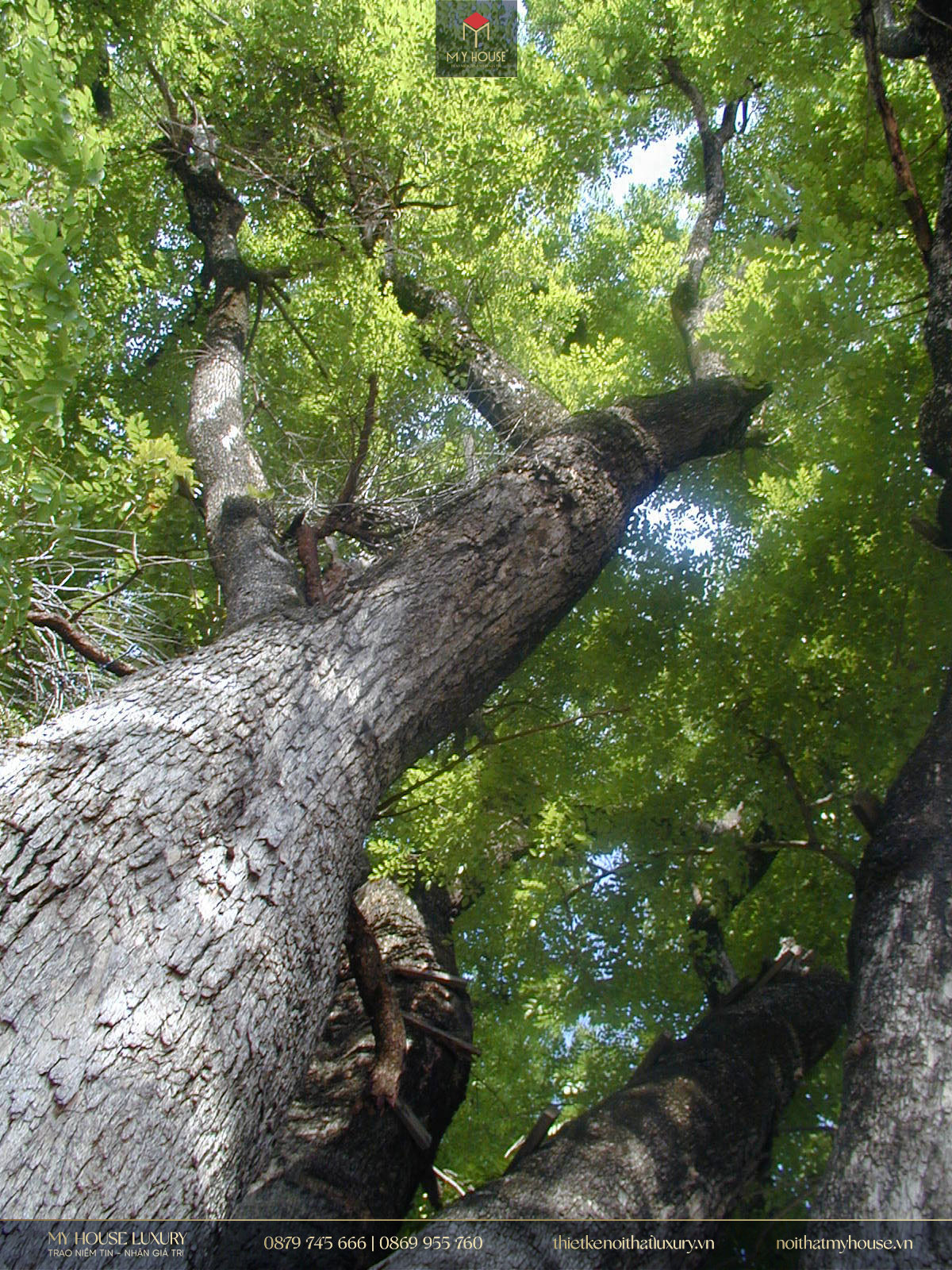 Hình ảnh cây gỗ hương đá